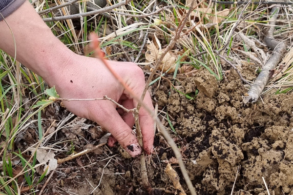 Obljuba s kongresa sadimo drevesa7